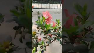 #plants#garden#flowers #azalea #exotic #trending #viral #reels #youtubeshorts #youtube #youtubeshort