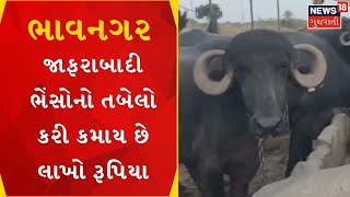 Bhavnagar | આ યુવાન જાફરાબાદી ભેંસોનો તબેલો કરી કમાય છે લાખો રૂપિયા | Jafarabadi buffalo | News18