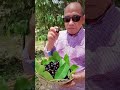 ផ្លែព្រីង khmer jerry fruits