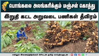 தைப் பொங்கலை ஒட்டி தஞ்சை மாவட்டம் திருவையாறு பகுதியில் மஞ்சள் கொத்து இறுதி கட்ட அறுவடை பணி