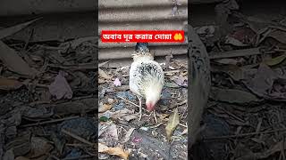 যে ব্যাক্তি প্রতিদিন ১১ বার পড়বেন 🤲 #ইসলামিক_ভিডিও #দোয়া #cat #cats #hen #shortvideos #shorts