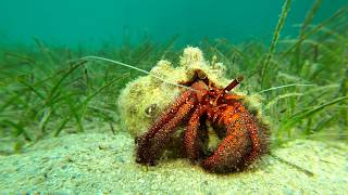 Tongan Beach Resort marine life