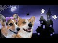 Best Talking Dog Videos (Halloween Edition)