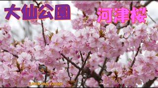 大仙公園の河津桜（２０２２年３月７日）LUMIX DMC FZ1000