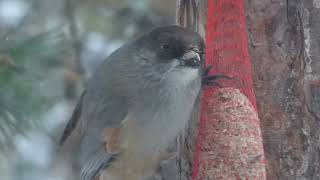 Siberian Jay, Perisoreus i infaustus, Neljän Tuulen Tupa Hotel, Kaamanen, Finland, 8 Febr 2022 (2/2)