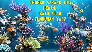 Terumbu Karang Itu Tumbuhan atau Hewan laut ? | コーラル