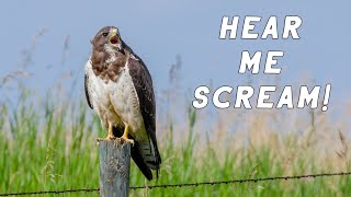 Swainson's Hawk -  Screaming \u0026 Preening