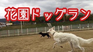 【ドッグラン\u0026リハビリ】花園ドッグ