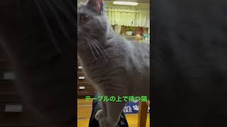 テーブルの上で待つ猫。ブリティッシュショートヘアあんず。#cat  #catvideos  #catlover  #ねこ  #고양이　#ブリティッシュショートヘア