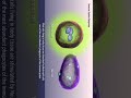 immune system response medical animation 3d short biology with aliya