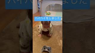 【歴史的瞬間】 生まれて初めてのハイハイ　#shorts #育児 #チャレンジ #9ヶ月 #ハイハイ