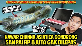 NAWAR CHANNA ASIATICA SAMPAI RP 8JUTA MASIH AJA GAK DILEPAS! IKAN DISINI PREMIUM! ADA MUJAER MEWAH!