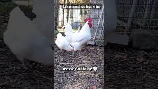 Roosters of Different Breeds Crowing | Unique Sounds from Our Flock