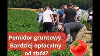 Pomidory gruntowe zamiast pszenicy? Alternatywny płodozmian