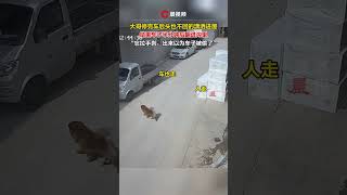 男子停完車後頭也不回的瀟灑進屋，結果車子半分鐘後翻進溝裡：出來以為車子被偷了 #瀟湘晨報 #中國社會新聞