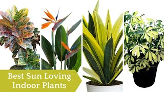 9 Best Sun Loving Indoor Plants | Houseplants For Direct Sunlight