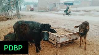 03007201721 village animals animal care the old fashioned way #biogasforhome #gobargasplant #biogas