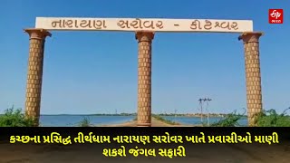 Kutch News: કચ્છના પ્રસિદ્ધ તીર્થધામ નારાયણ સરોવર ખાતે પ્રવાસીઓ માણી શકશે જંગલ સફારી