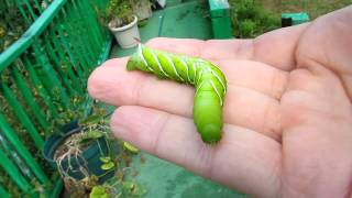 Tomato Horn Worm