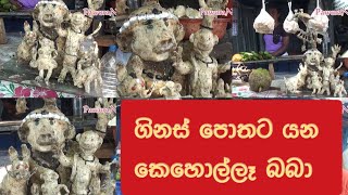 ගිනස් පොතට යන කොහොල්ලෑ බබා