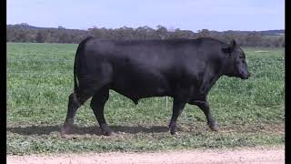 Lot 12 The Rock Bartel P66 (ATZP66)