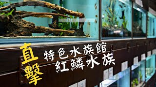 《開箱水族館》新手想買魚? 帶你參觀古色古香的特色水族館—紅鱗水族