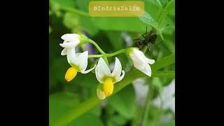 American Nightshade