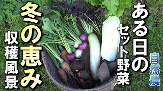 【自然農】ある日のセット野菜「収穫風景」　2024年11月17日【natural farming】