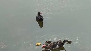 Muscovy Duck with Green Wings, Brown Speckled Duck with 5 Ducklings, 1 is Yellow \u0026 3rd Duck Floating