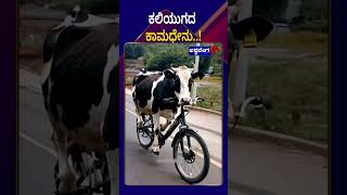 Cow Cycling  || ಕಲಿಯುಗದ ಕಾಮಧೇನು || AshwaveegaNews24x7