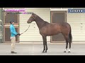 2022jraブリーズアップセール  52 ブラックティー2020 調教及び常歩動画（2022年3月16日撮影）