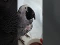 jack the parrot tries berry tea and it s delicious parrots birds asmr rescueanimals cutepets