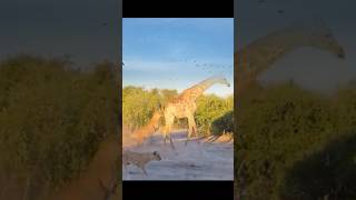 WOW....beginilah jika jerapah berhadapan dengan singa!!😱#shorts #animals #viralvideo