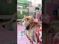 この電車の次に乗ります【介助犬と桃にゃん】 柴犬介助犬 介助犬るな 介助犬と桃にゃん 介助犬 dog doglover cutedog 柴犬