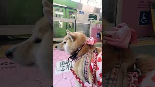 この電車の次に乗ります【介助犬と桃にゃん】 #柴犬介助犬 #介助犬るな #介助犬と桃にゃん #介助犬 #dog #doglover #cutedog #柴犬