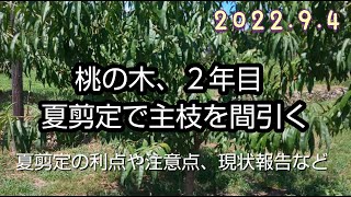 桃の栽培（10）２年目夏剪定で主枝の本数調整