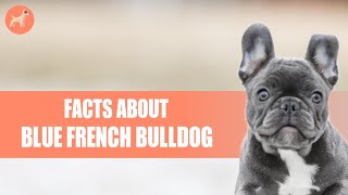 Blue French Bulldog: 5 Facts You Should Know