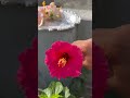 harvesting pink hibiscus pushpa nature youtubeshorts shorts @navgardening