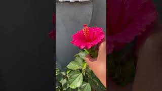 Harvesting pink hibiscus #pushpa #nature #youtubeshorts #shorts @NavGardening