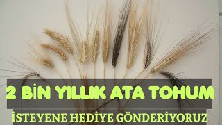 ATALIK TOHUMLARIMIZ VE ÖNEMİ (Herkese HEDİYE  atalık mısır tohumu içerir)