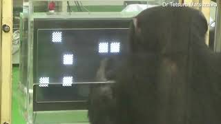 Chimpanzee performs tricky task on computer if front of crowd