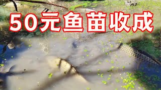 Uncle’s one acre lotus field, stocked 50 yuan fry, see how many fish can be caught in the end