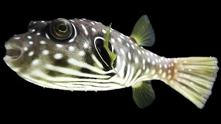 THE SECRET FISH - The king of DIY new aquarium fish