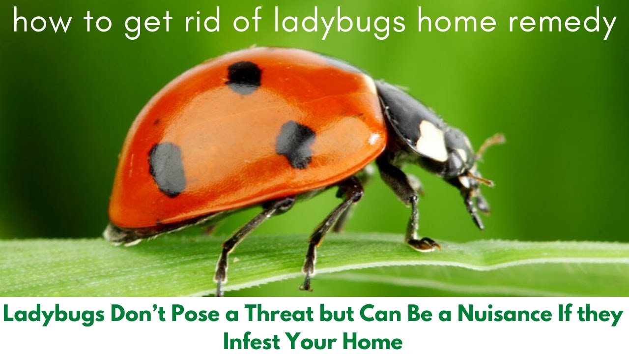 How To Get Rid Of Ladybugs Home Remedy | Ladybugs Are A Red And Black ...