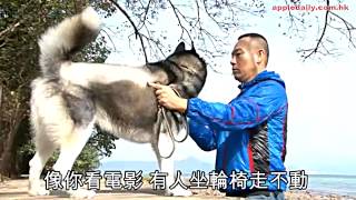 【片段曝光】曾半身癱瘓　林保怡陪愛犬度難關