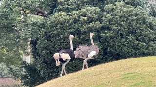 番外編　シタツンガ　ダチョウ ハゴロモズル【千葉市動物公園】【‎2022‎年‎11‎月‎28‎日】