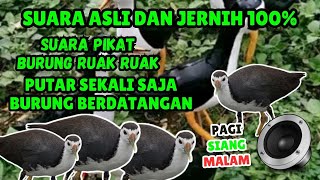 SUARA PIKAT BURUNG RUAK RUAK atau TRUWOK JANTAN PALING AMPUH #12