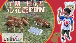 2022心花鹿FUN農場 宜蘭梅花湖 餵食水豚君 觀看梅花鹿 羊駝的好地方