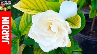 TOP 10 Questions about Gardenias and Jasmines. Yellow leaves!! Solutions!!