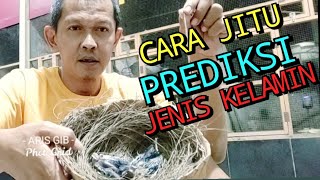 Cara jitu menentukan Jenis Kelamin